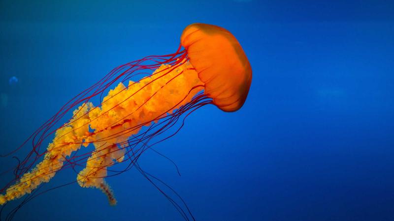 Bernardo Silva chính thức thông báo rời Manchester City: Barca là ưu tiên hàng đầu